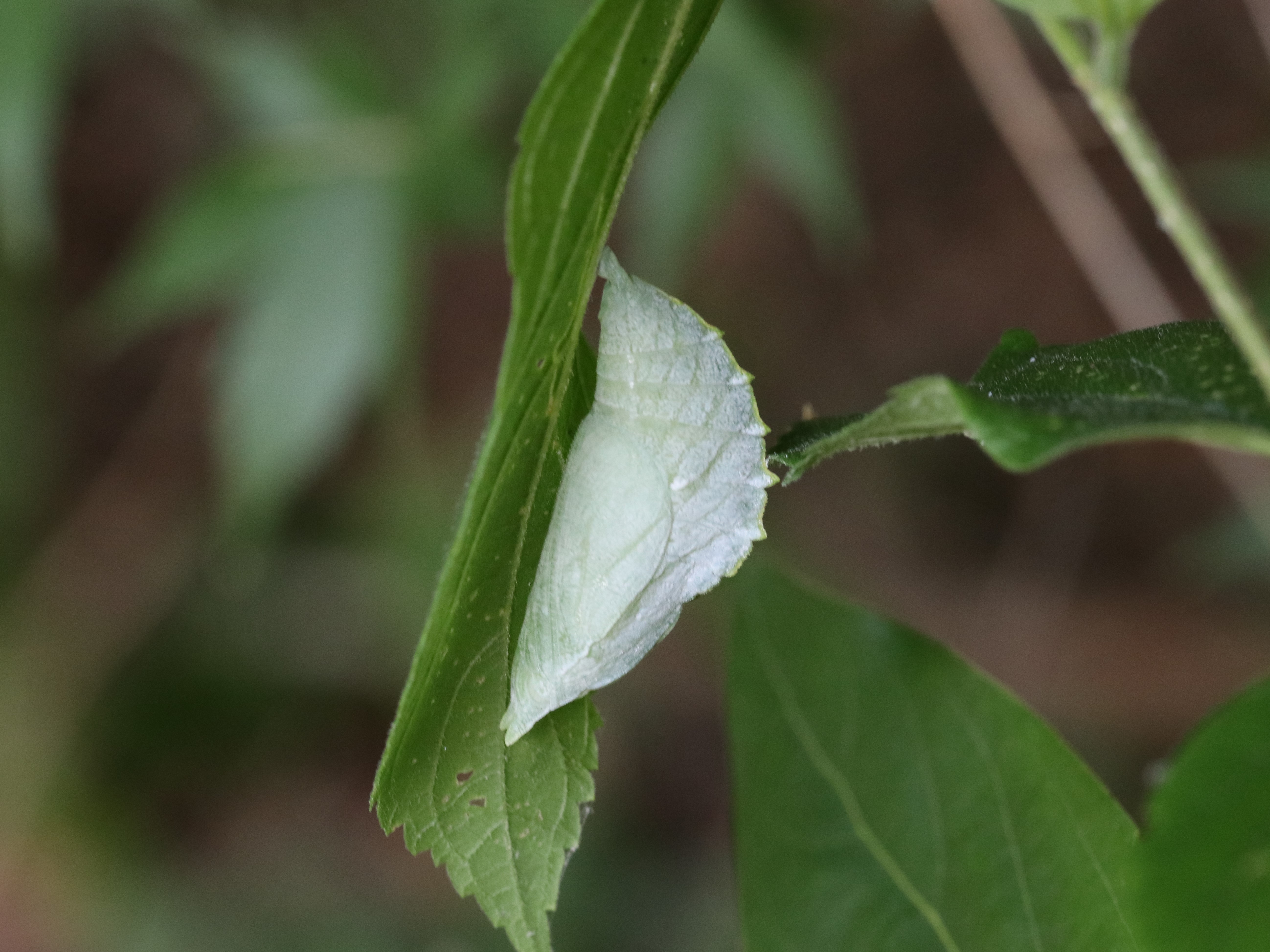 アカボシゴマダラの幼虫